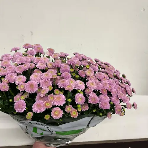 Santini rosa neu Landscheiding 1100 Gramm 55cm