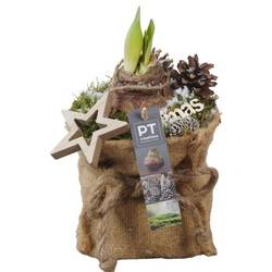 Amaryl.Arr PTACH5911 rote Bl. Weihnachten T13 H027