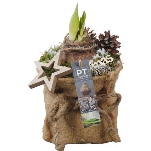 Amaryl.Arr PTACH5911 rote Bl. Weihnachten T13 H027