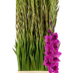 Gladiole fuchsia Mystic Margenta 95cm