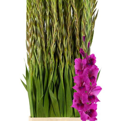 Gladiole fuchsia Mystic Margenta 95cm
