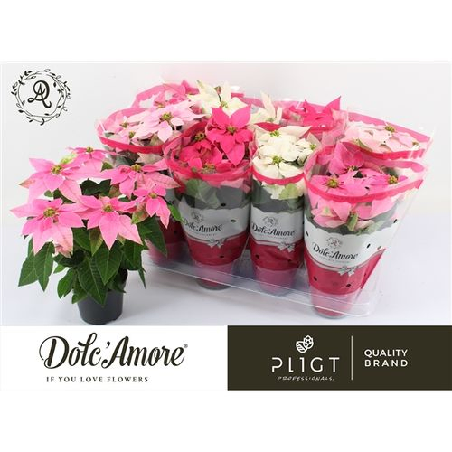 Princettia mix T12 H28