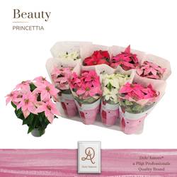 Princettia mix T12 H28