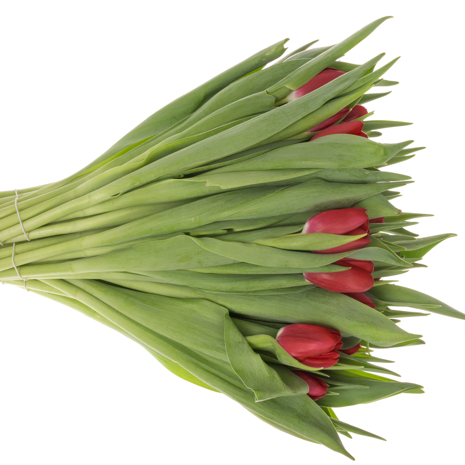 Tulpe rot Pension 44 Gramm