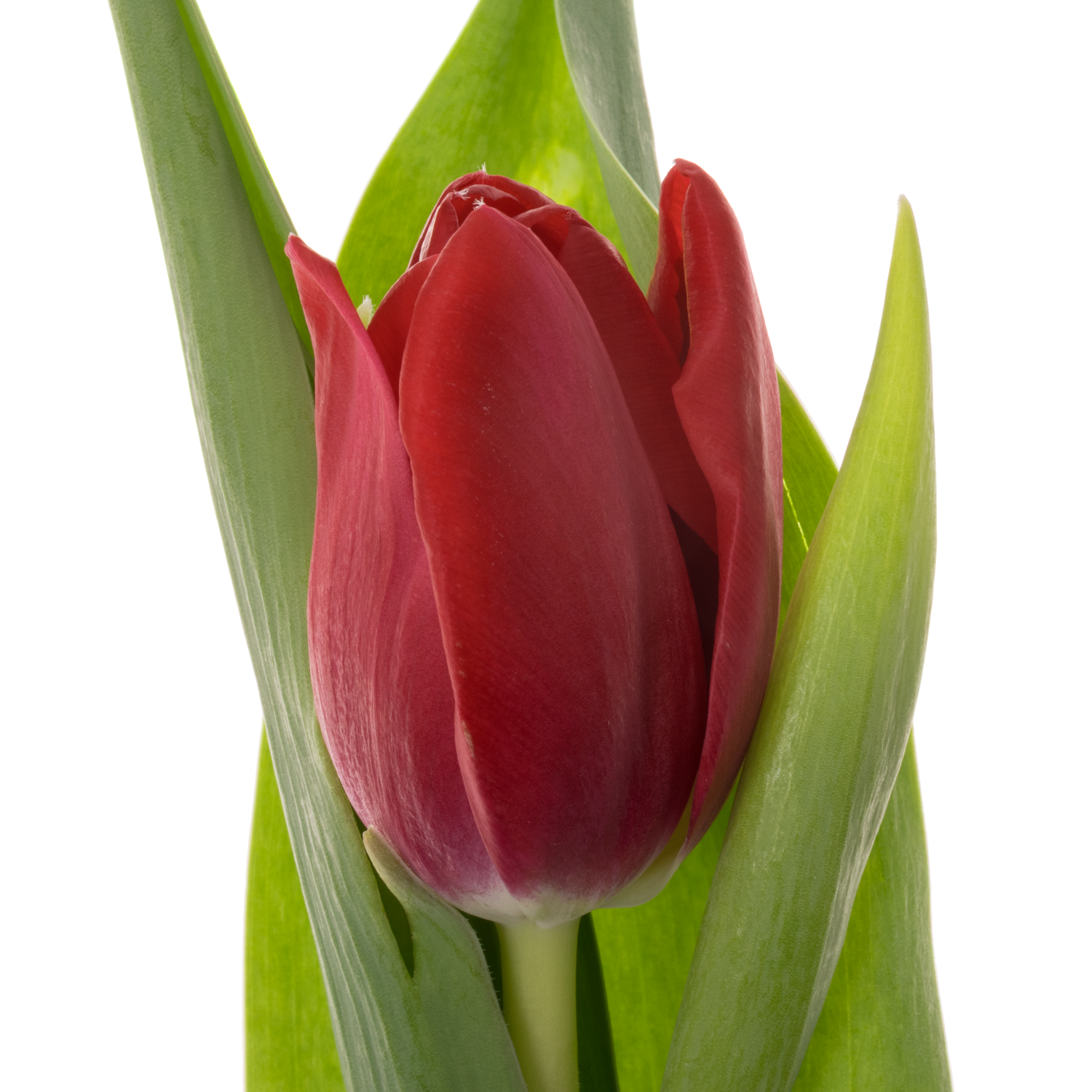 Tulpe rot Pension 44 Gramm