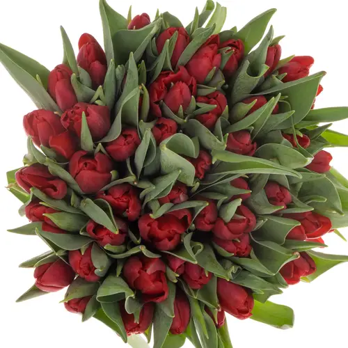 Tulpe rot Pension 44 Gramm