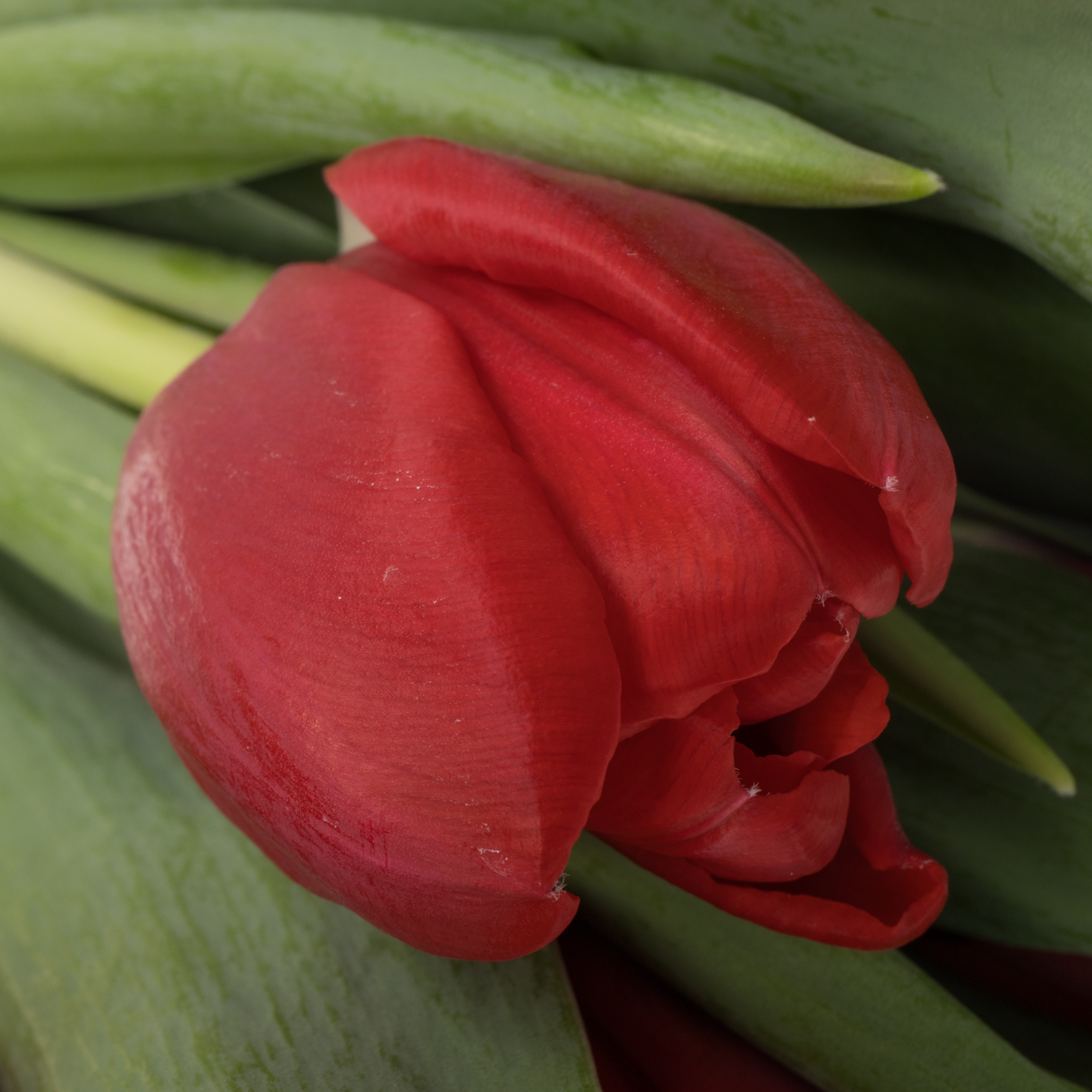 Tulpe rot Pension 44 Gramm