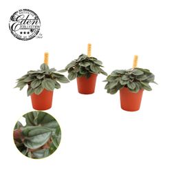 Peperomia Milano T05,5 H10