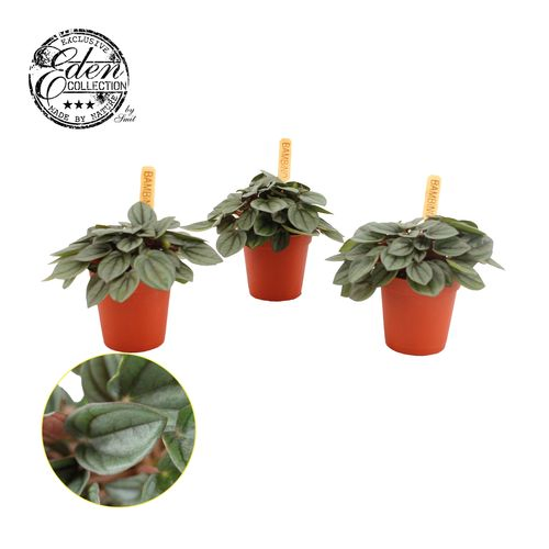 Peperomia Milano T05,5 H10