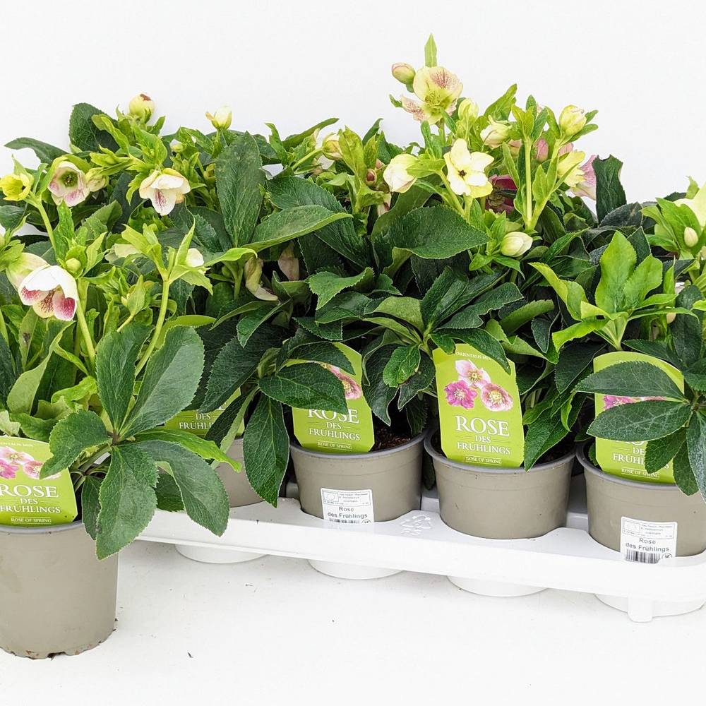 Helleborus weinrot Orientalis Double Ellen Red T12 H035