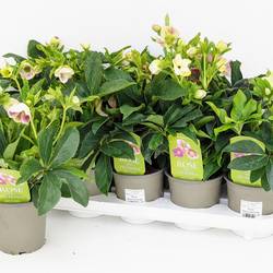 Helleborus weinrot Orientalis Double Ellen Red T12 H035