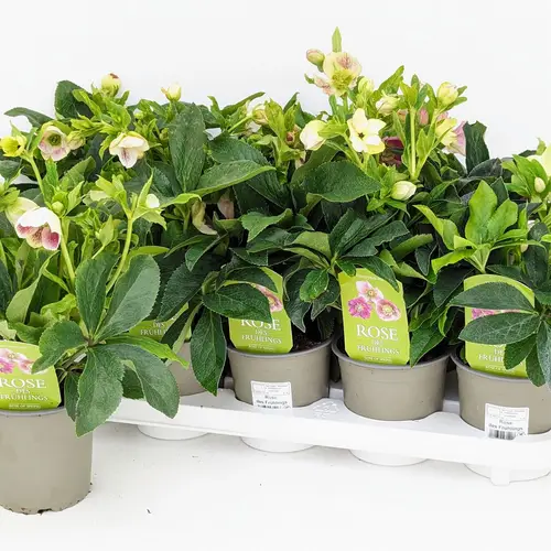Helleborus weinrot Orientalis Double Ellen Red T12 H035
