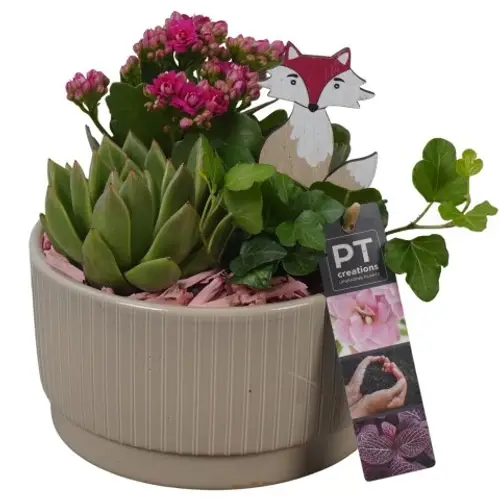 Kal.Arr PTHI5567 Herbst T16 H019