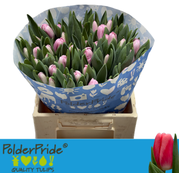 Tulpe rosa Dutch delight 42 Gramm