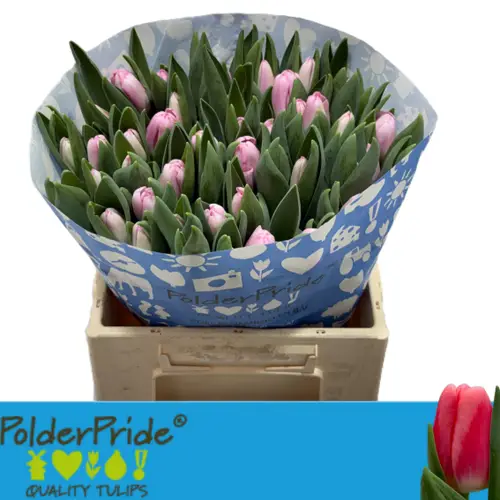 Tulpe rosa Dutch delight 42 Gramm