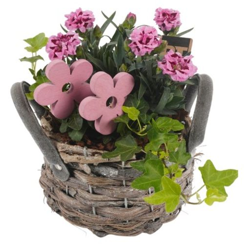 Garten Arr3813 T15 H22