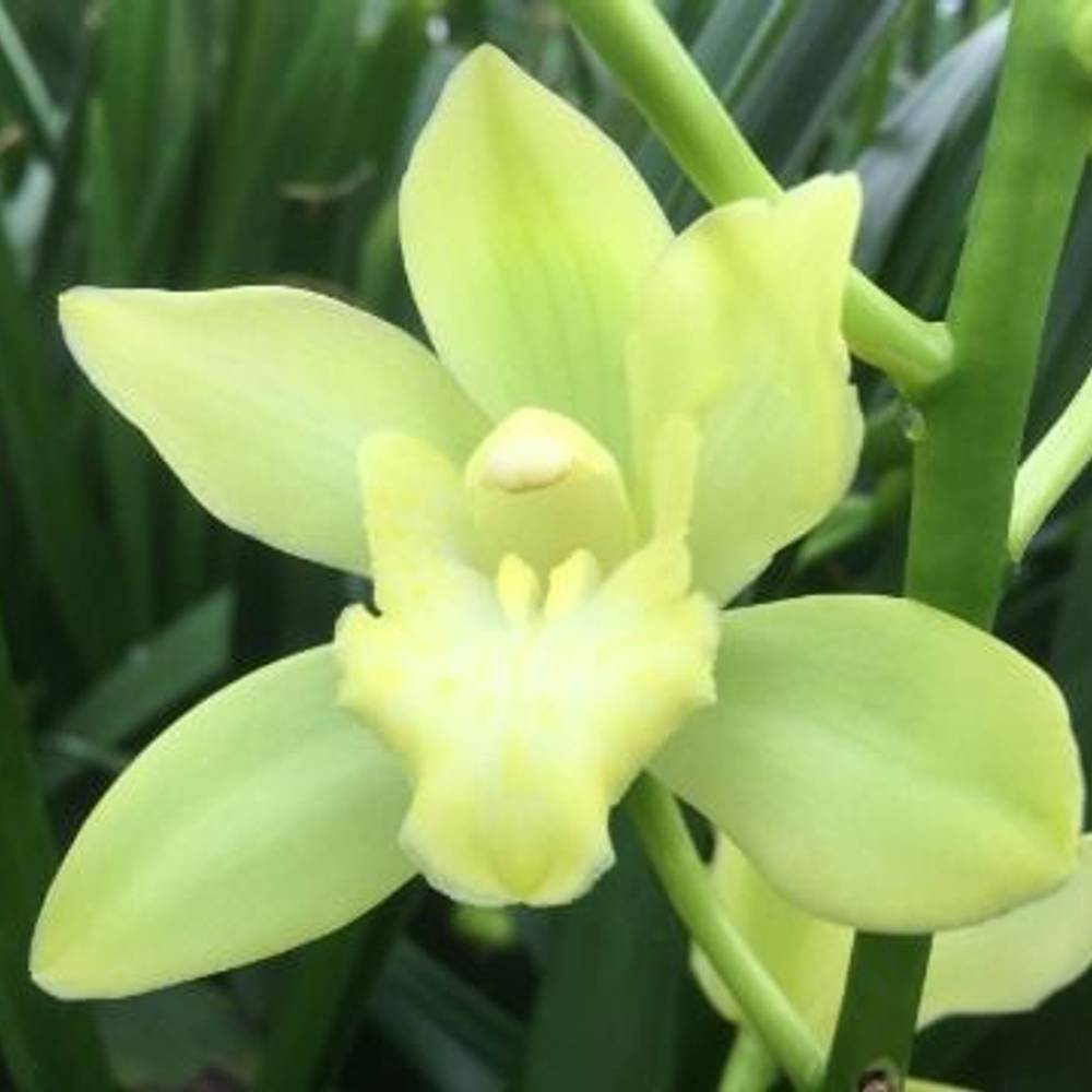 Mini Cymbidium hellgrün Limoncello 50cm 10+Blüte