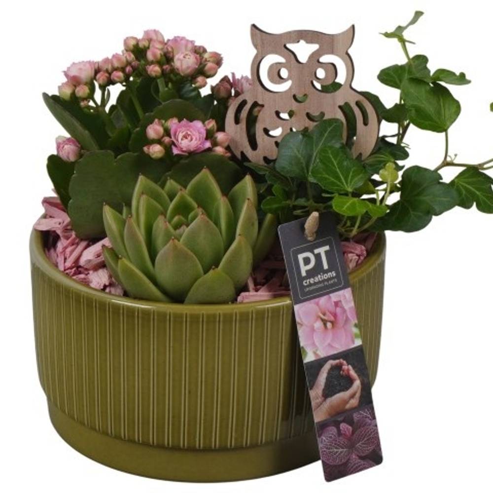 Kal.Arr PTHI5570 Herbst T16 H018