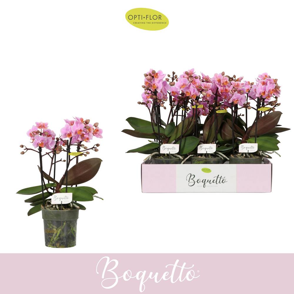 Phal.3-5R hell rosa Boquetto Romantic T12 H035