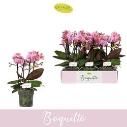 Phal.3-5R hell rosa Boquetto Romantic T12 H035