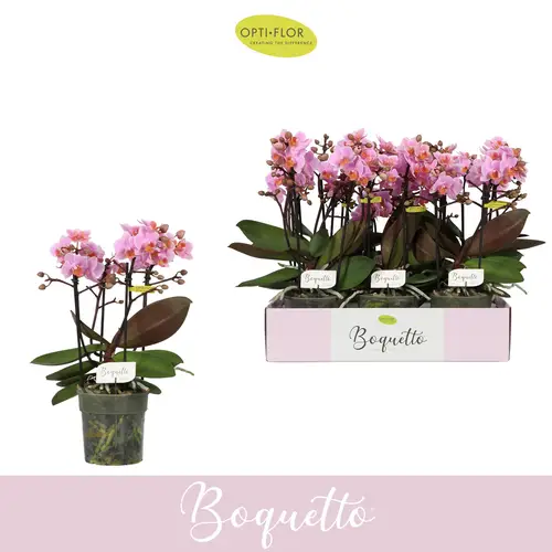 Phal.3-5R hell rosa Boquetto Romantic T12 H035