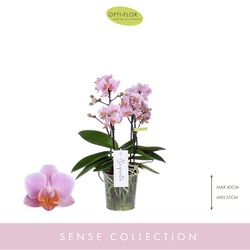 Phal.3-5R rosa Boquetto Romantic T12 H35
