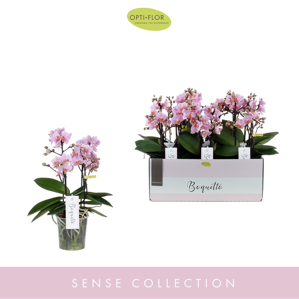 Phal.3-5R rosa Boquetto Romantic T12 H35