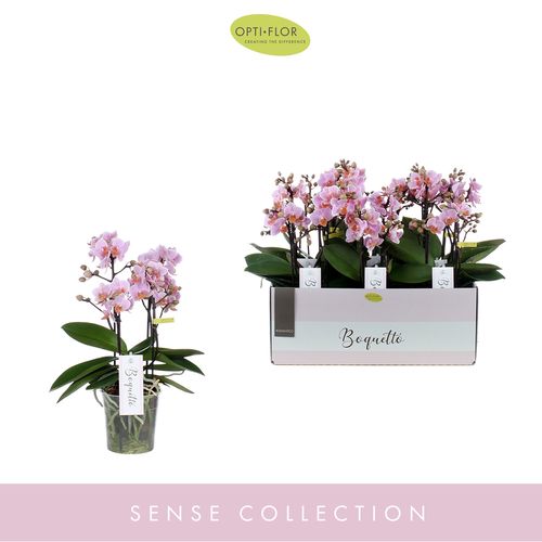 Phal.3-5R rosa Boquetto Romantic T12 H35