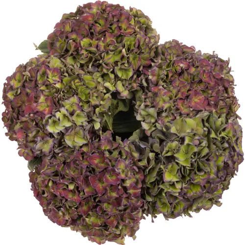 Hortensie dunkel lila/grün Rodeo classic Bol 20cm 60cm