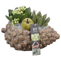 Kal.Arr PTHI5504 Herbst T23 H018