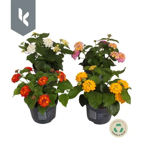 Lantana mix T12 H030