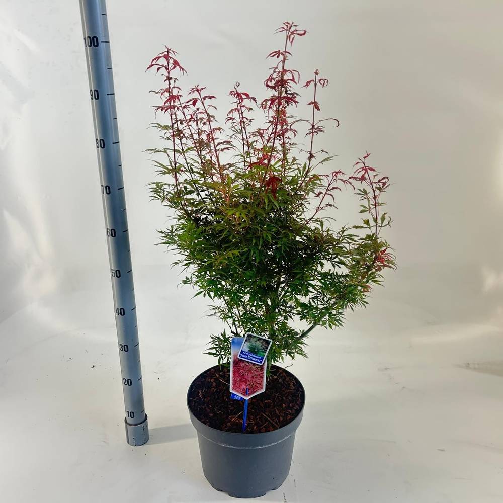 Acer Palmatum 'Jerre Schwartz' T29 H070