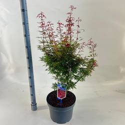 Acer Palmatum 'Jerre Schwartz' T29 H070