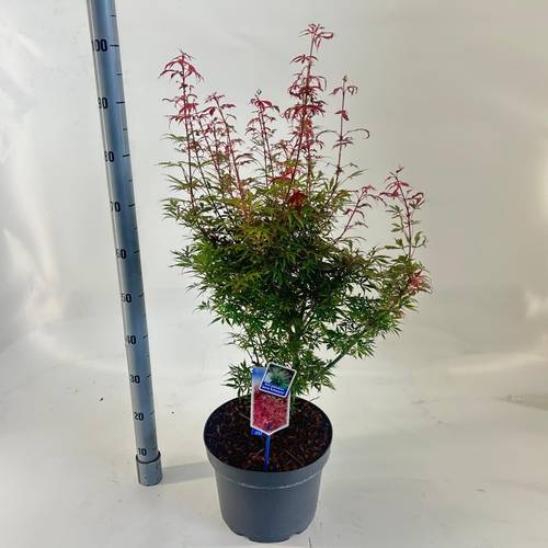 Acer Palmatum 'Jerre Schwartz' T29 H070