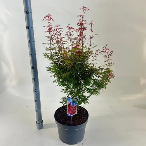 Acer Palmatum 'Jerre Schwartz' T29 H070