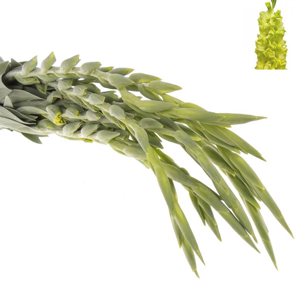 Gladiole grün Kio 90cm