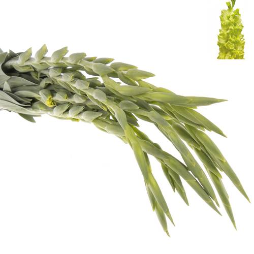 Gladiole grün Kio 90cm