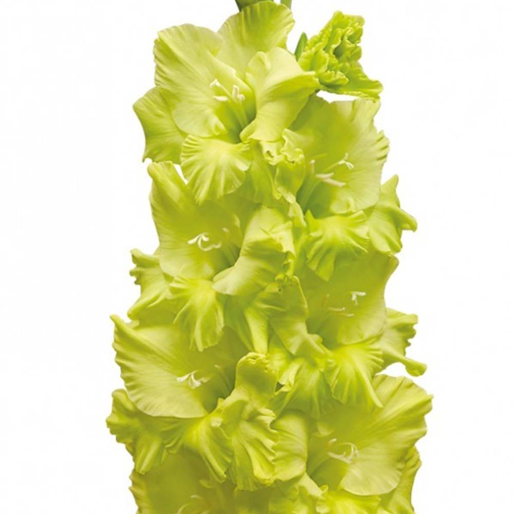 Gladiole grün Kio 90cm