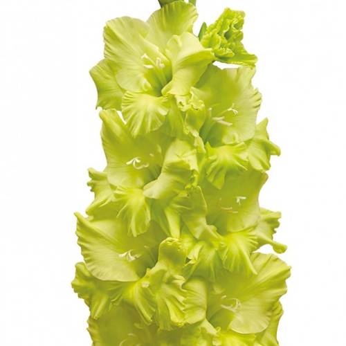 Gladiole grün Kio 90cm