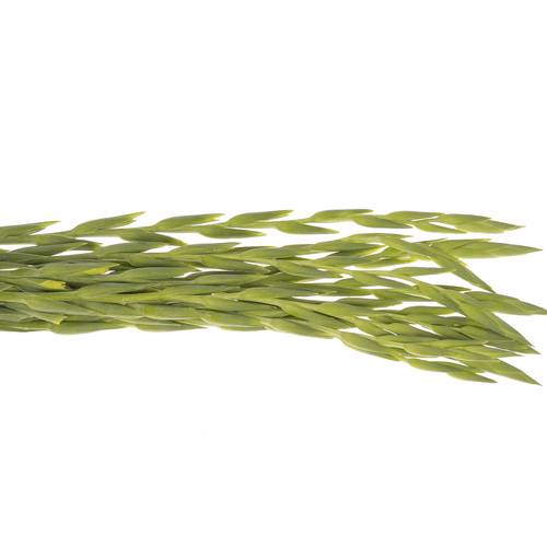 Gladiole grün Kio 90cm