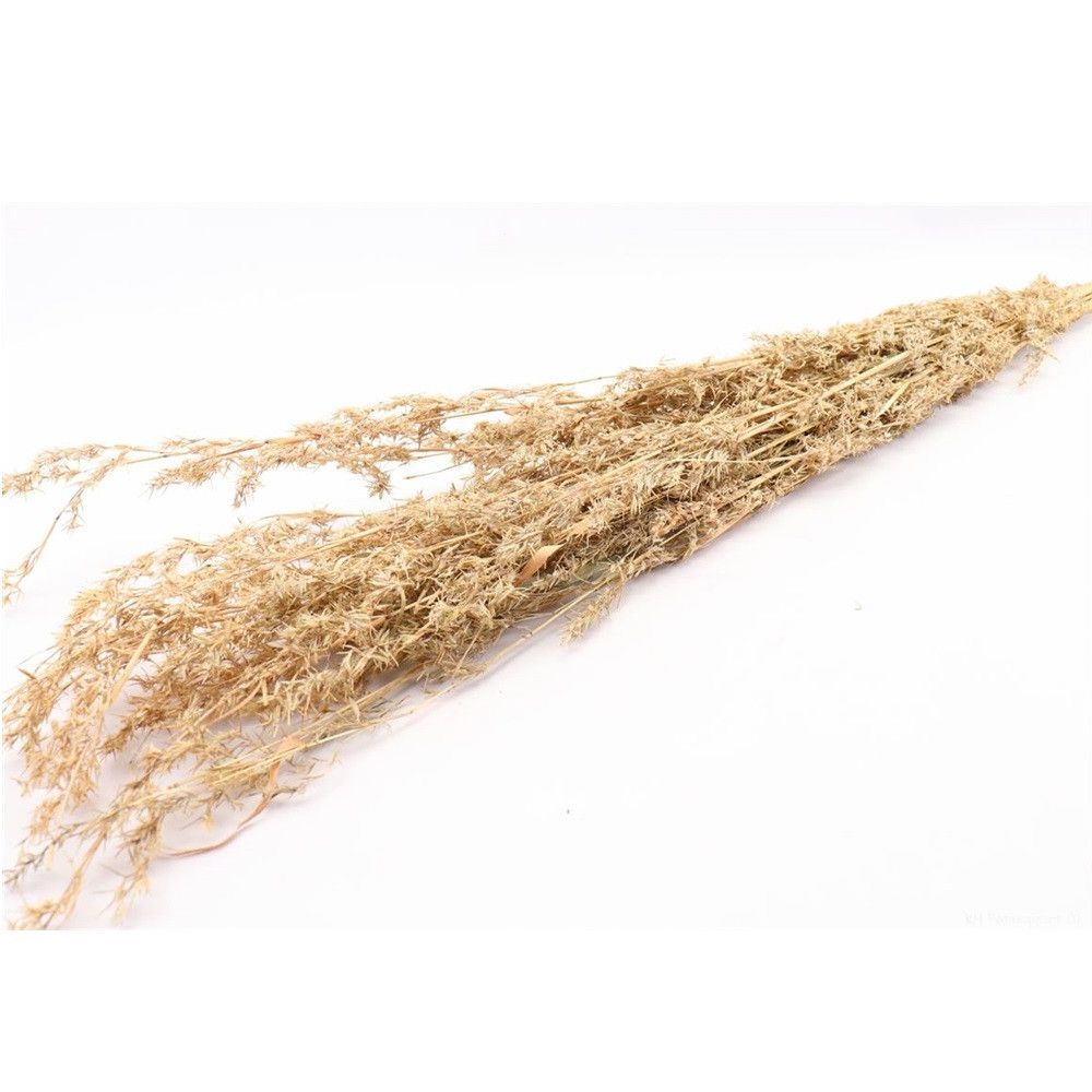 Trocken Beta Grass natur L100cm