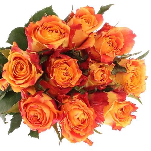 Rose orange/rot Silantoi 80cm