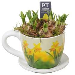 Narzis.Arr PTN8727 T14 H020