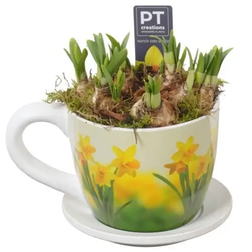 Narzis.Arr PTN8727 T14 H020