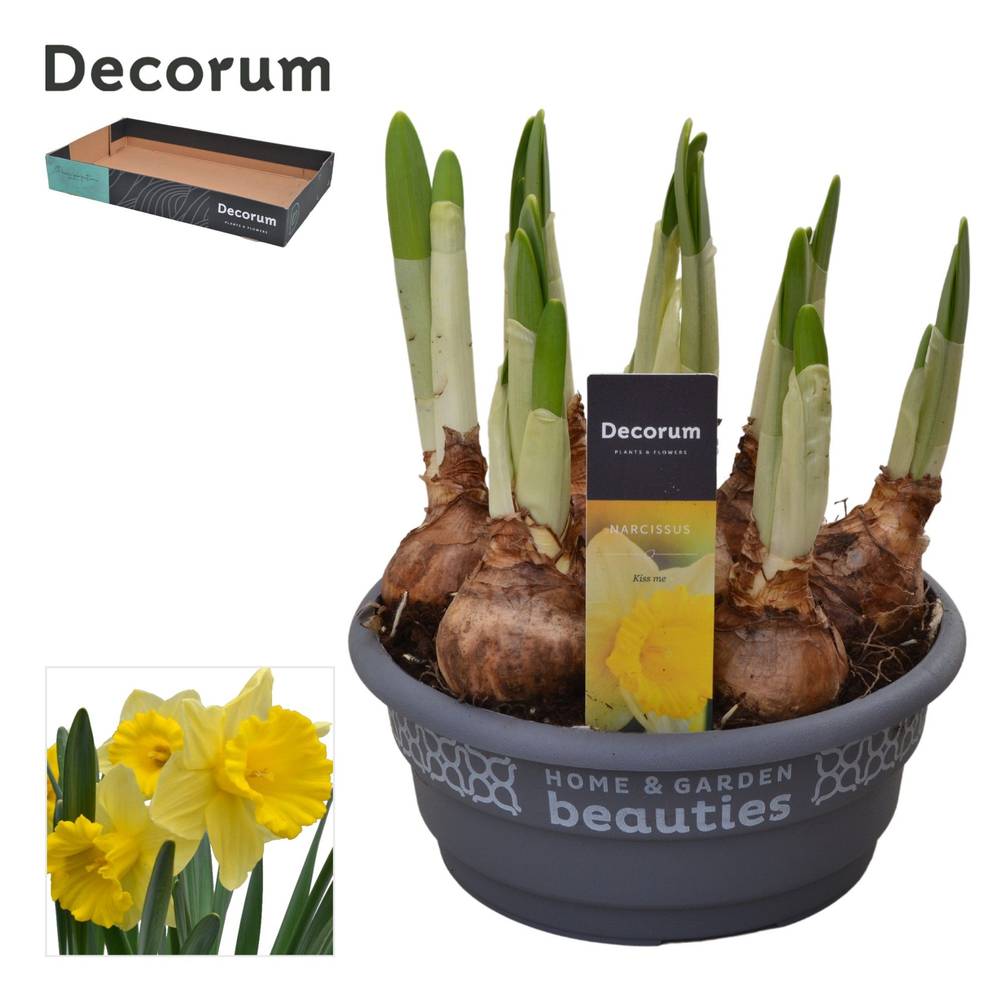 Narzisse 7er gelb Kiss Me Schale T16 H020