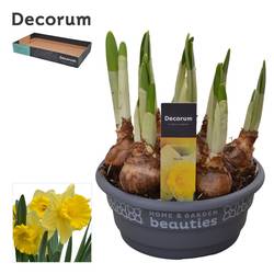 Narzisse 7er gelb Kiss Me Schale T16 H020