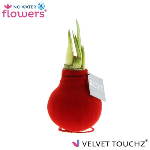 Amar.Bol Wachs rot Velvet rote Bl. H15