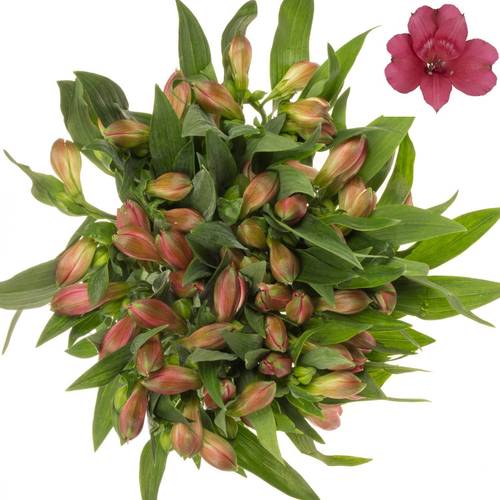 Alstroemerie cerise Heartbreaker 75 Gramm 75cm