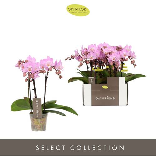 Phal.3-R rosa T07 H025