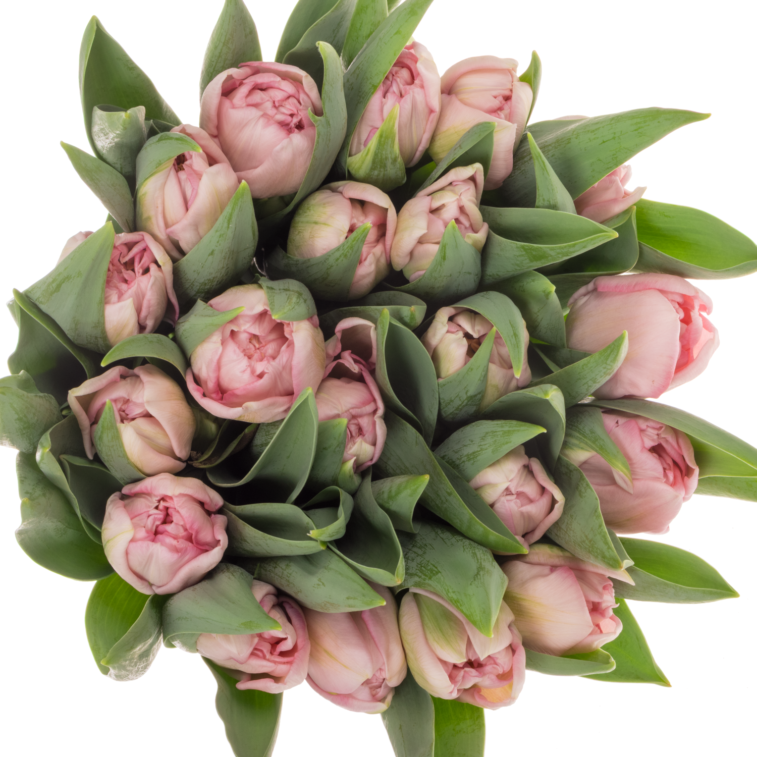 Tulpe rosa doppel Mariage Coas Tulip 44 Gramm
